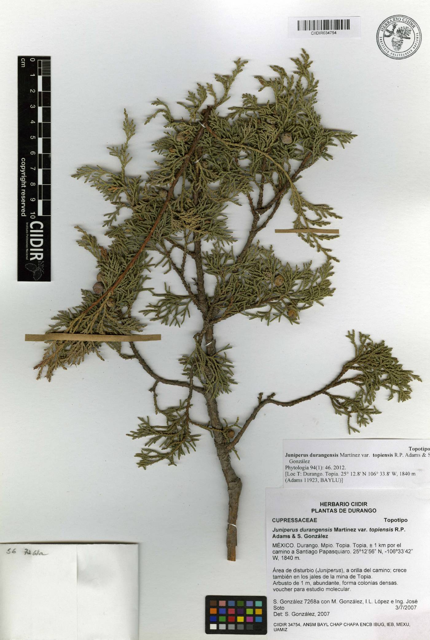 Juniperus durangensis image