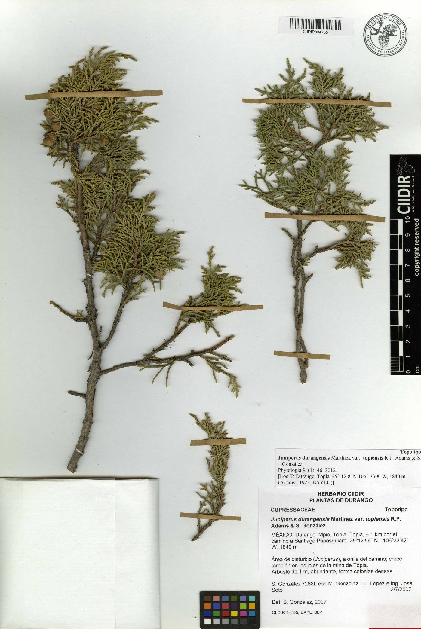 Juniperus durangensis var. topiensis image