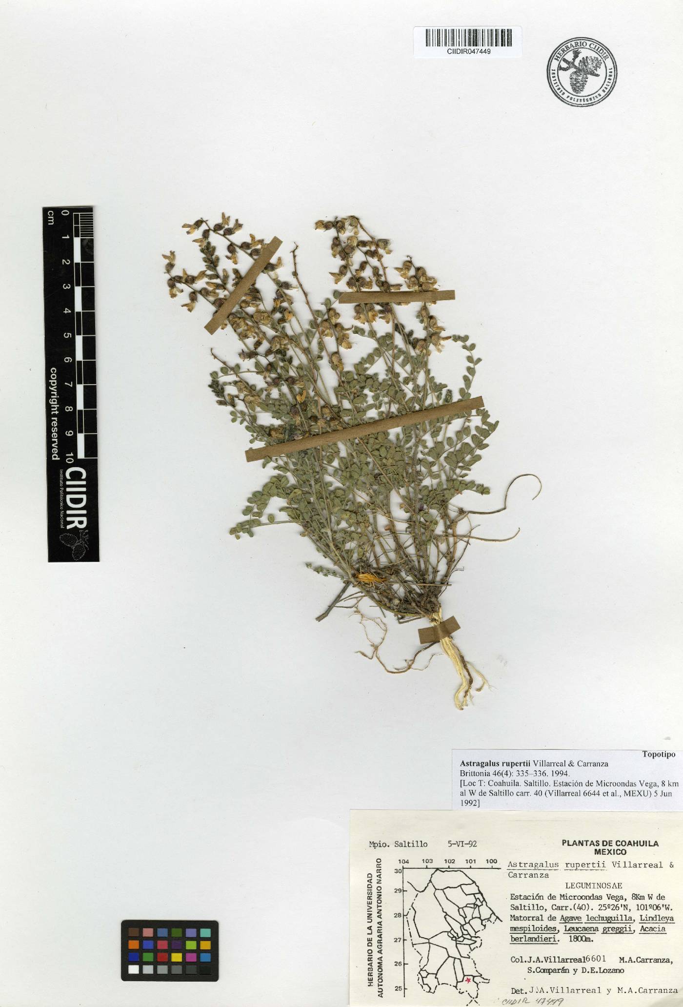 Astragalus rupertii image