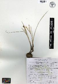 Nemastylis tenuis var. caerulescens image