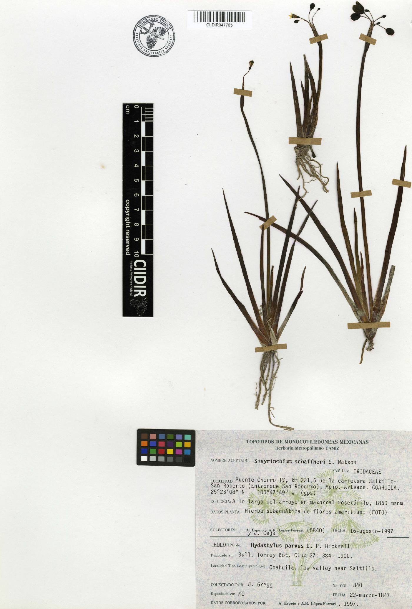 Sisyrinchium schaffneri image