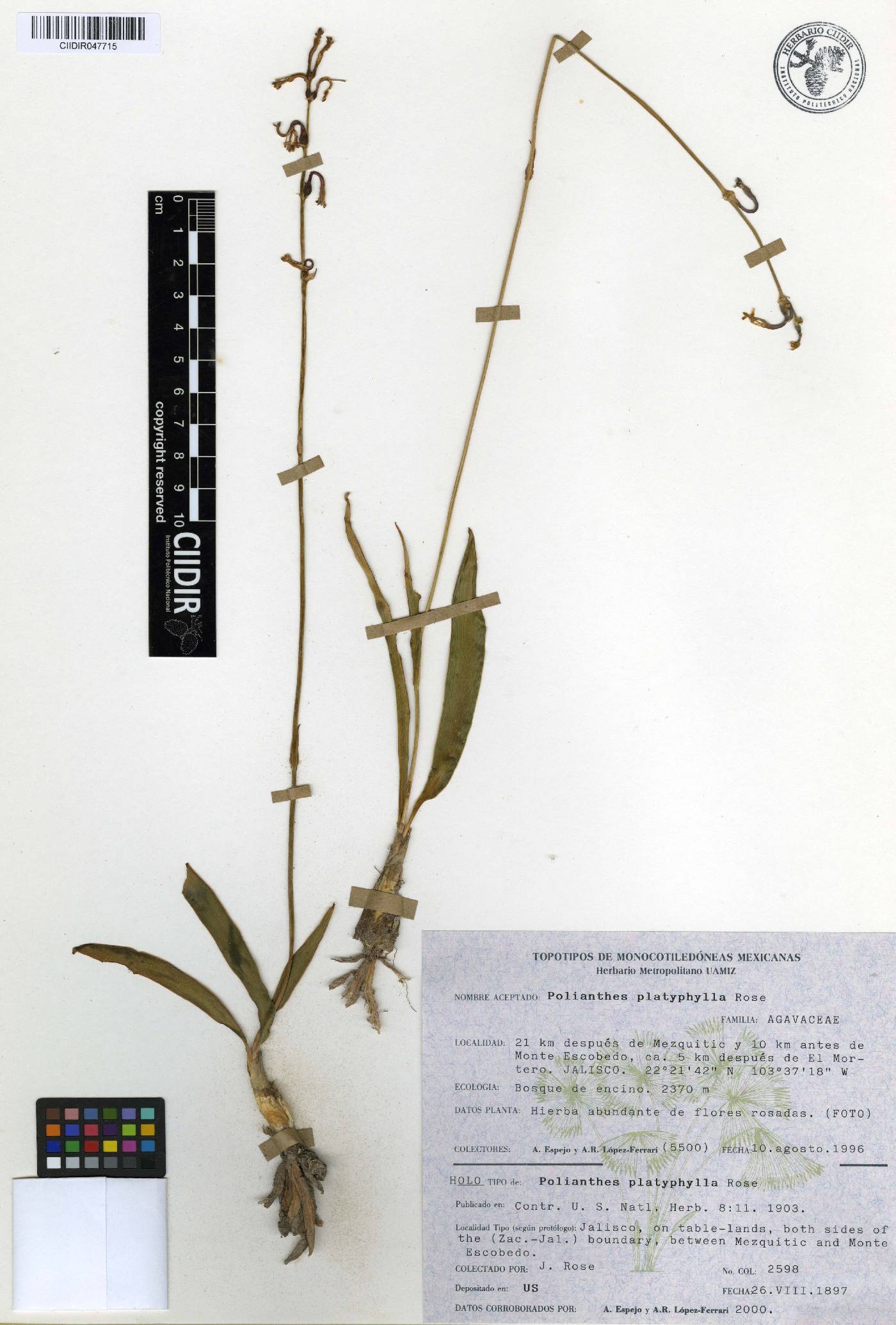 Polianthes platyphylla image