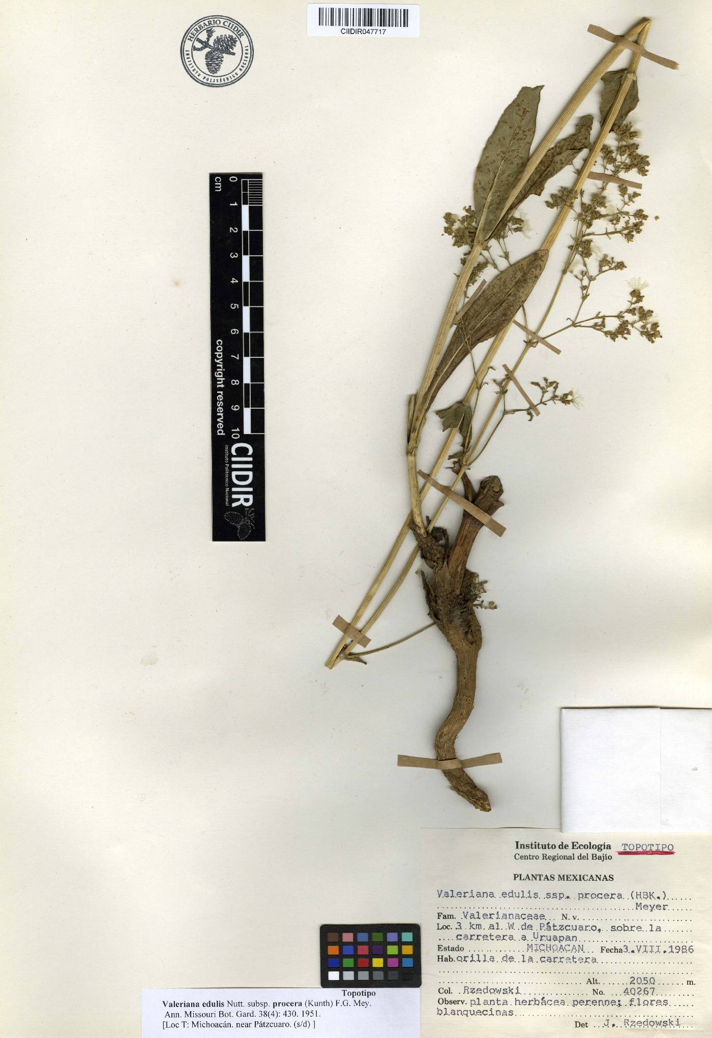 Valeriana edulis subsp. procera image