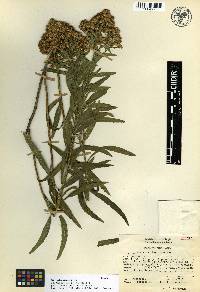 Baccharis thesioides image