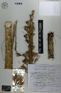 Agave horrida subsp. horrida image