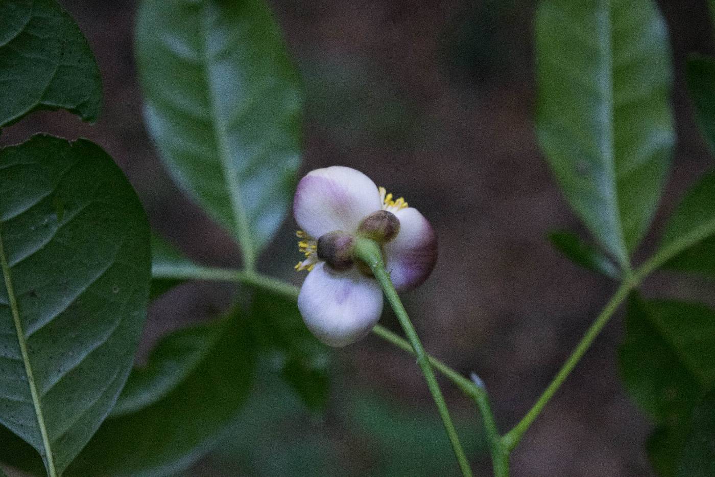 Peltostigma pteleoides image