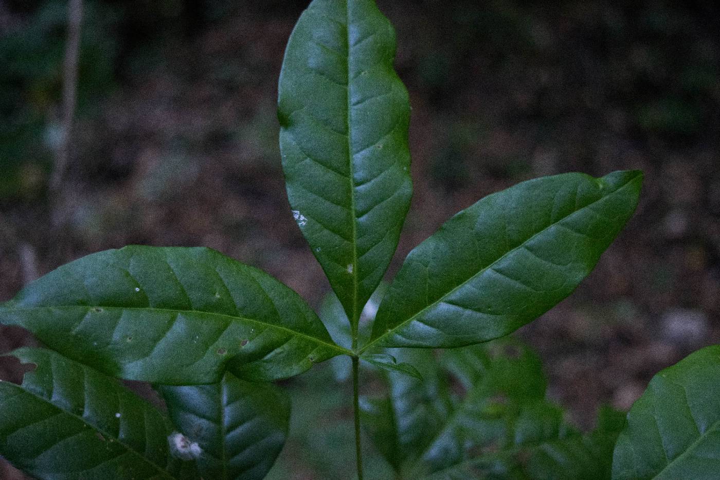 Peltostigma pteleoides image