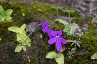 Pinguicula oblongiloba image