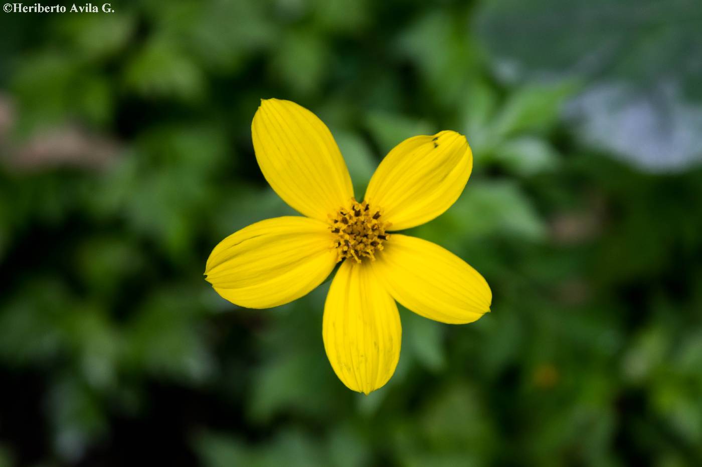 Bidens ostruthioides image