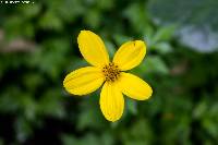 Image of Bidens ostruthioides