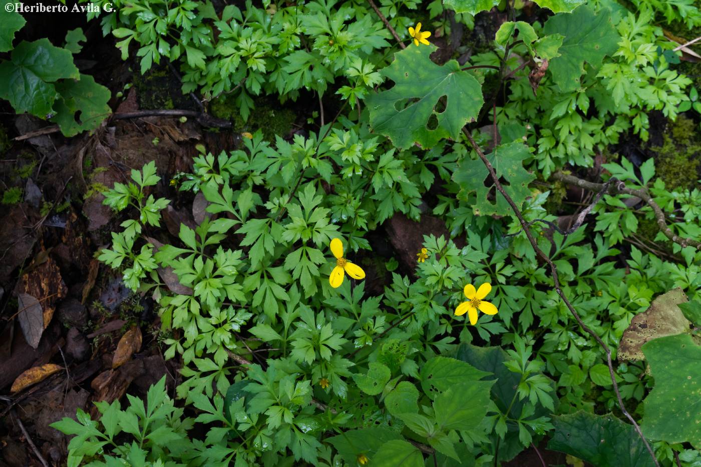 Bidens ostruthioides image