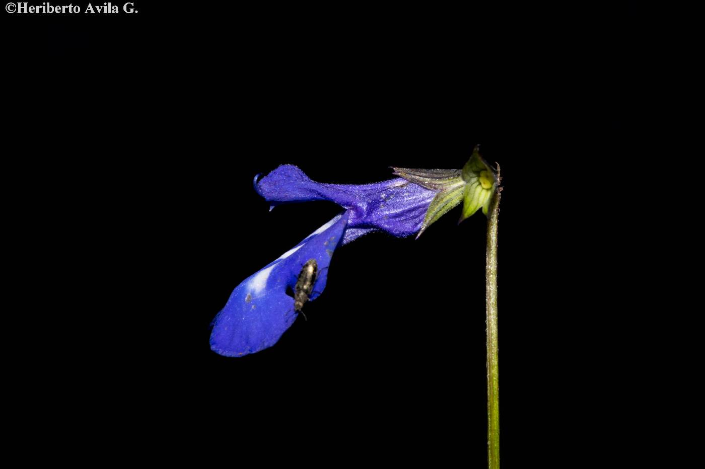 Salvia prunelloides image