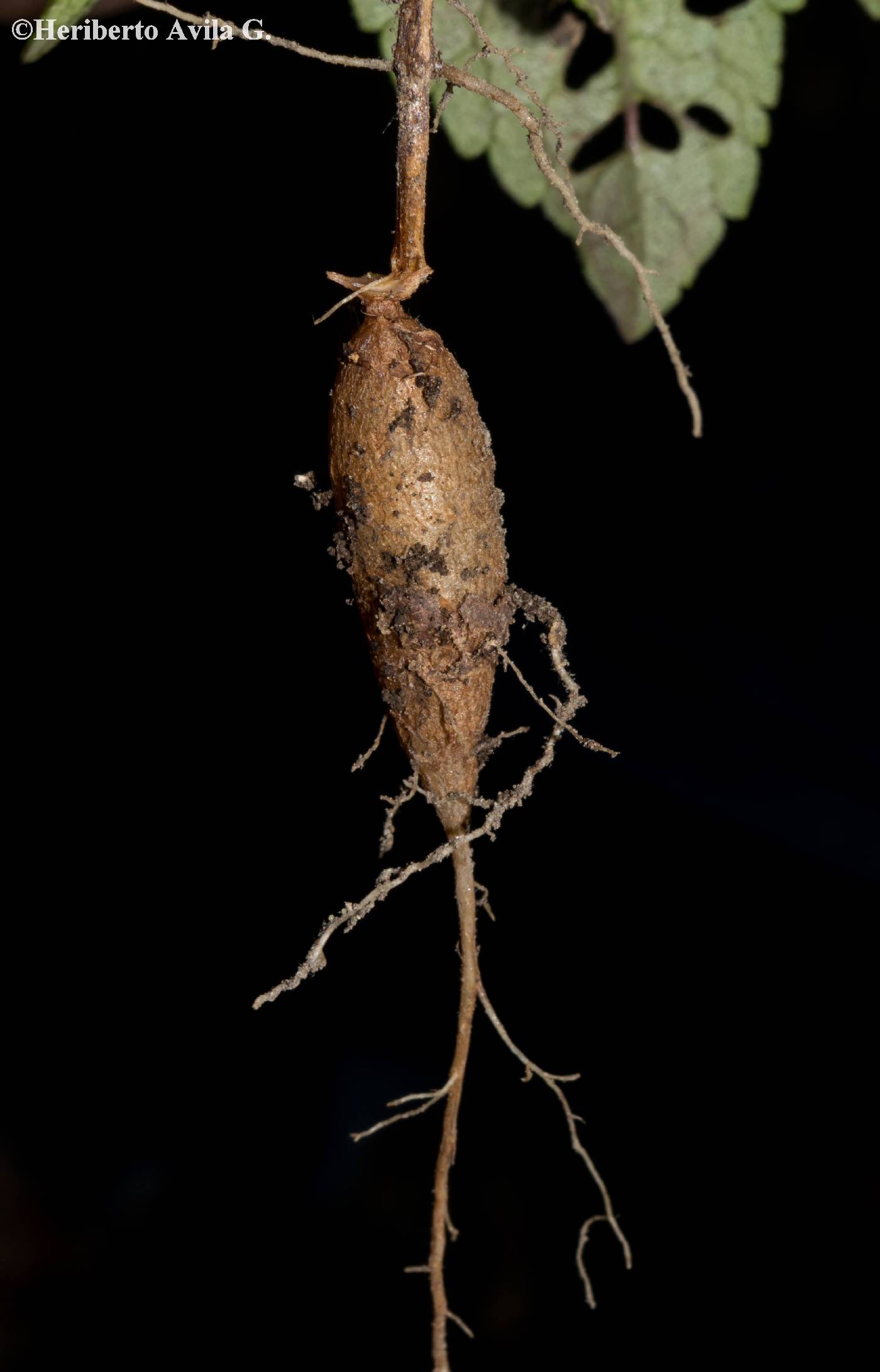 Salvia prunelloides image