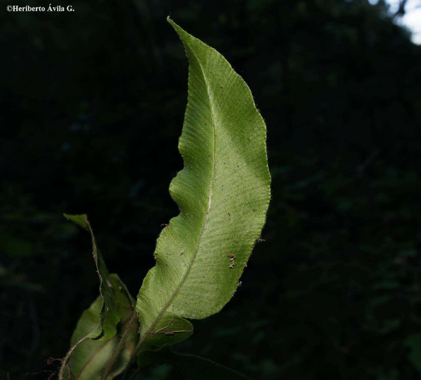 Elaphoglossum erinaceum var. occidentale image