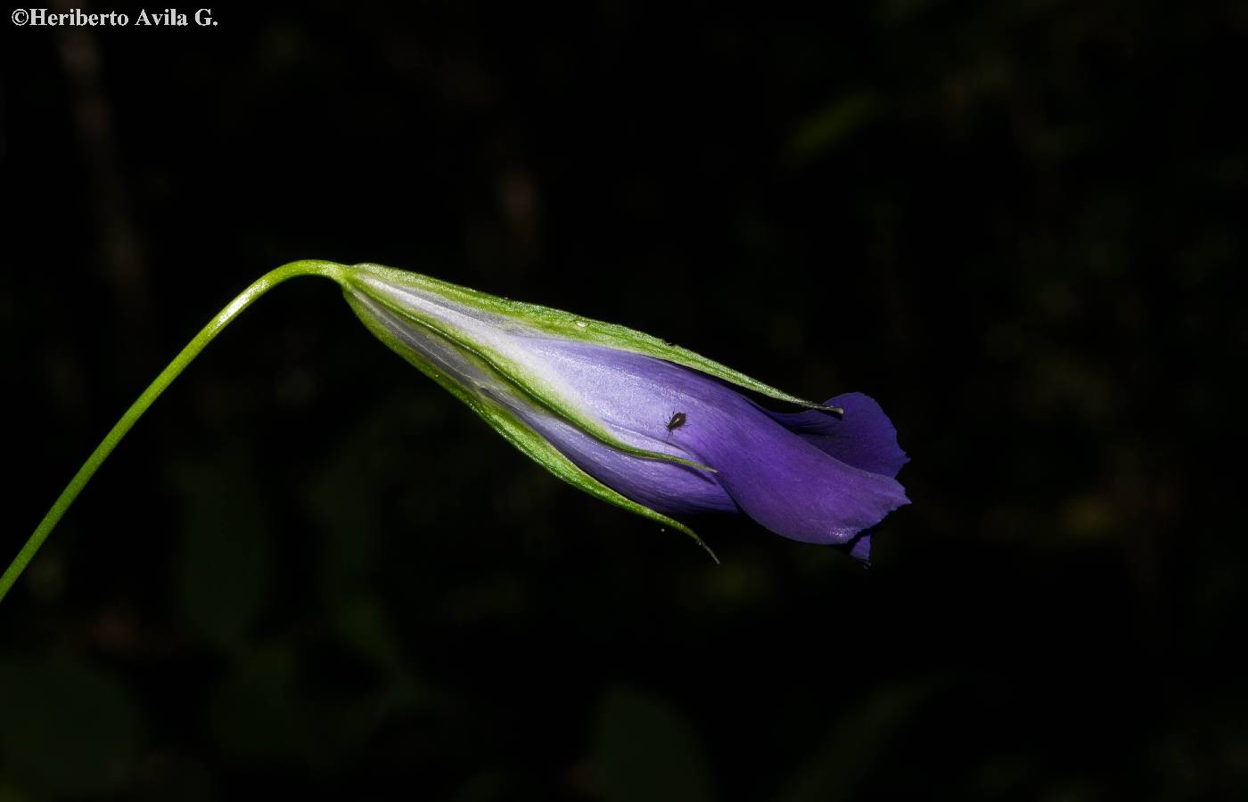 Gentianopsis lanceolata image