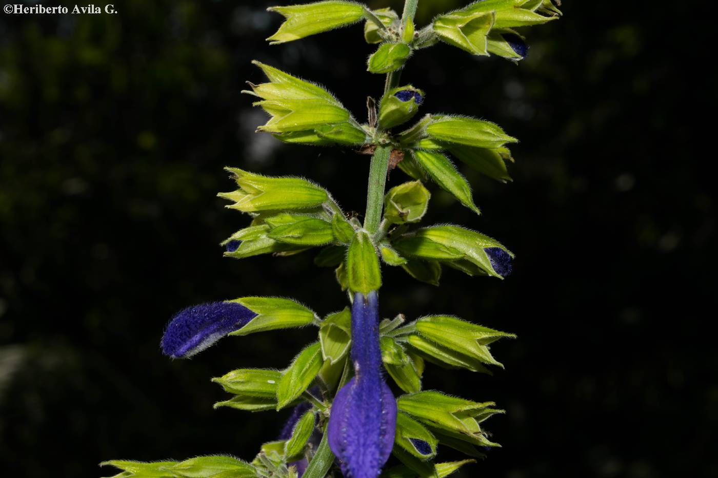 Salvia mexicana image