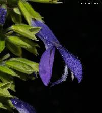 Image of Salvia mexicana