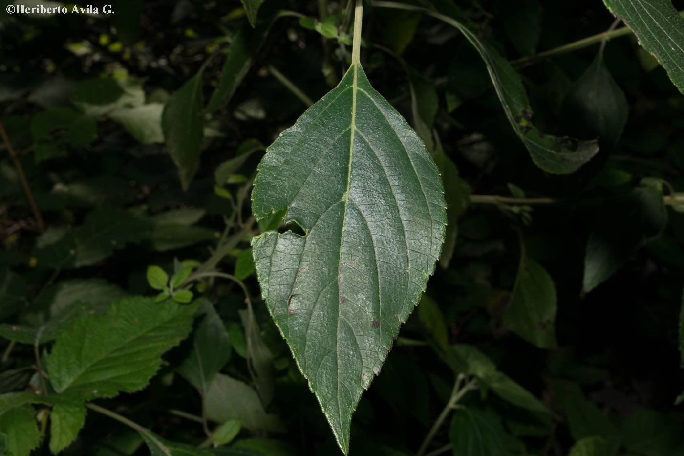 Salvia mexicana image