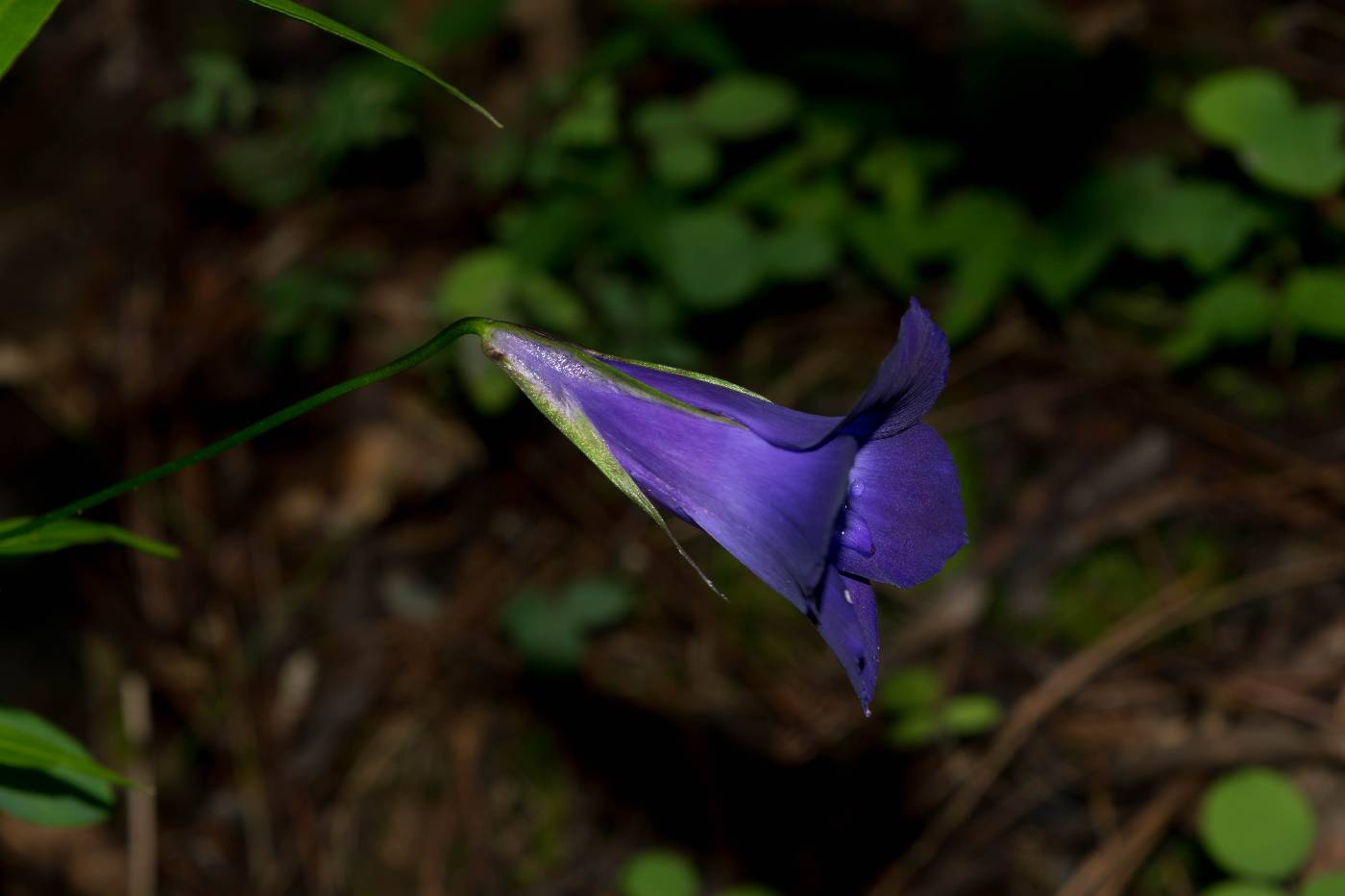 Gentianopsis lanceolata image