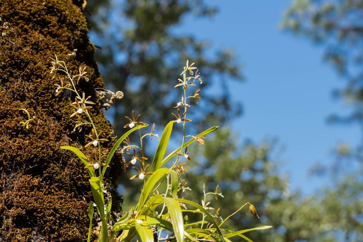 Prosthechea squalida image