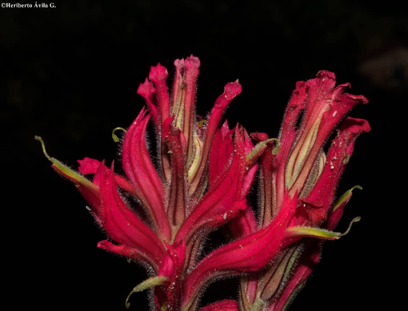 Castilleja spiranthoides image