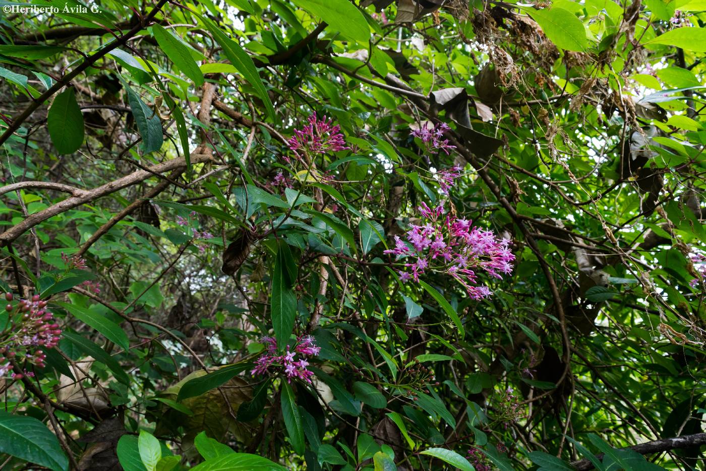 Fuchsia paniculata subsp. paniculata image