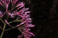 Fuchsia arborescens image