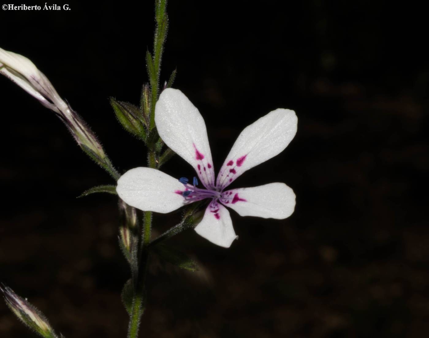 Loeselia glandulosa subsp. glandulosa image