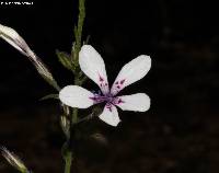 Loeselia glandulosa subsp. glandulosa image