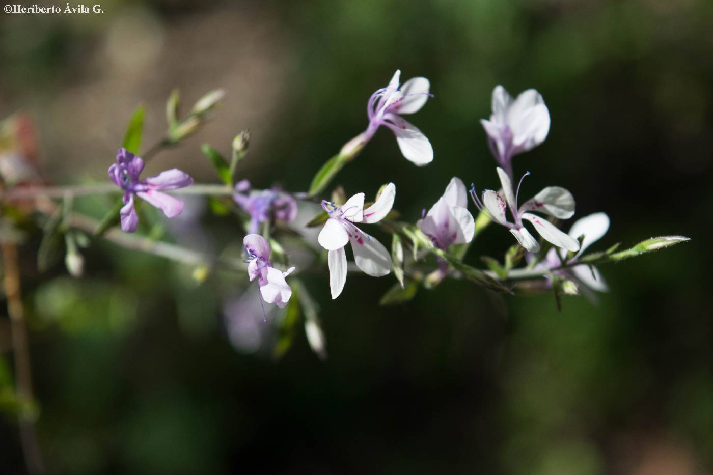 Loeselia glandulosa subsp. glandulosa image