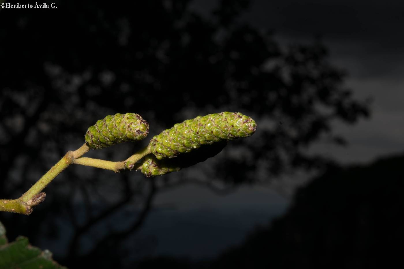 Alnus jorullensis subsp. lutea image