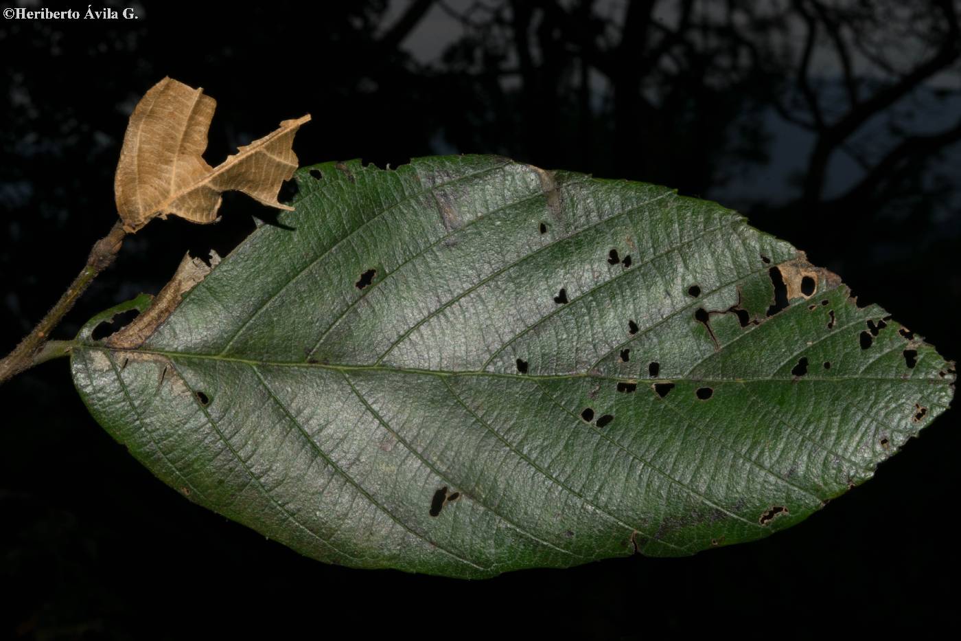 Alnus jorullensis subsp. lutea image