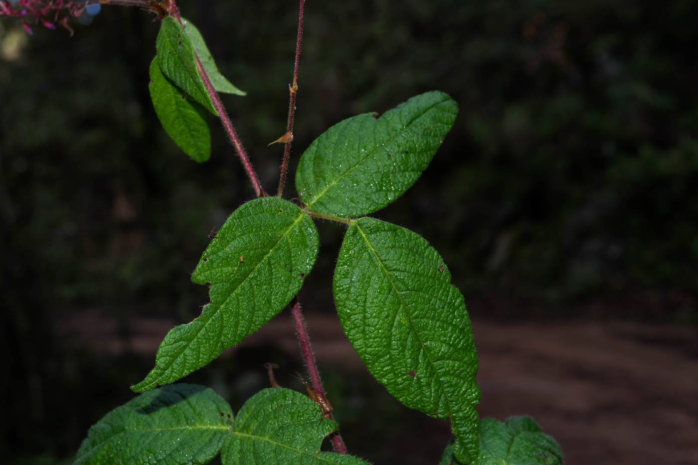 Desmodium tortuosum image