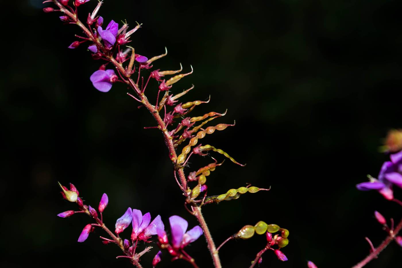 Desmodium tortuosum image