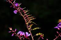 Desmodium tortuosum image