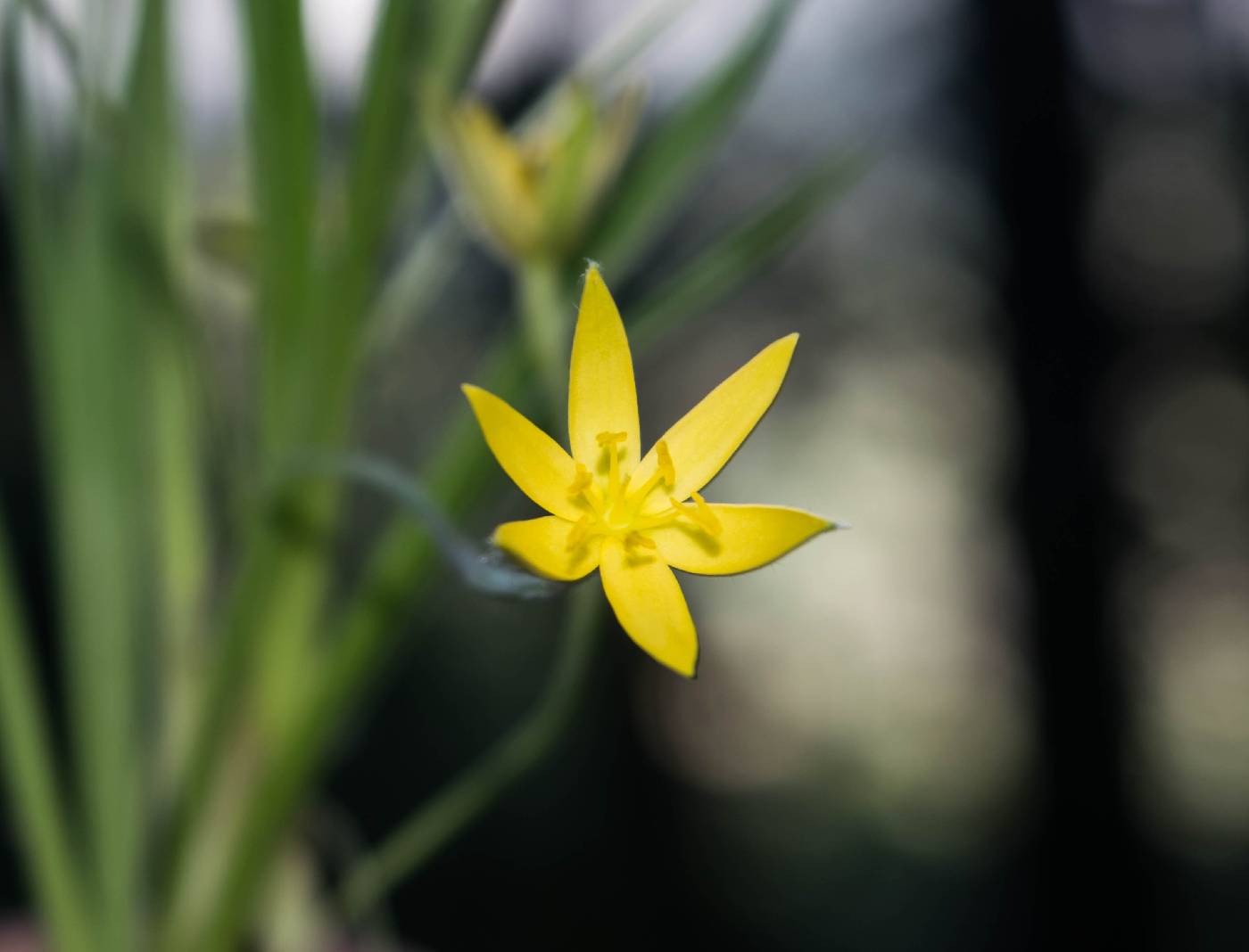 Hypoxis mexicana image