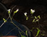Image of Piqueria triflora