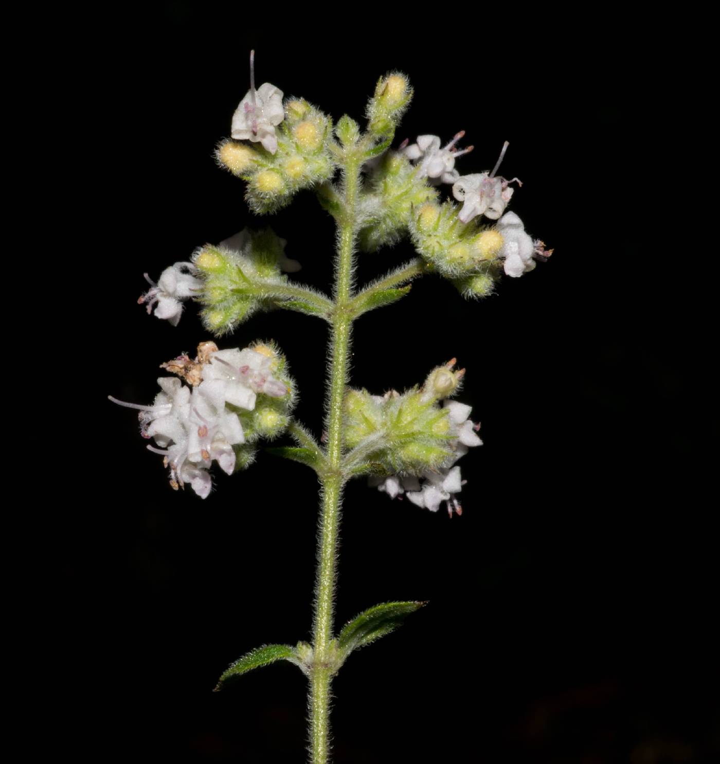 Mesosphaerum urticoides image