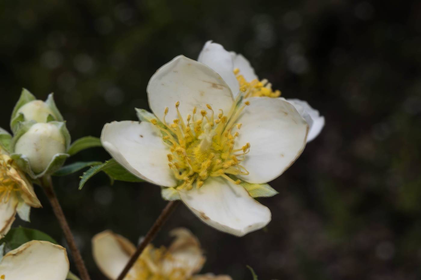 Philadelphus karwinskyanus image