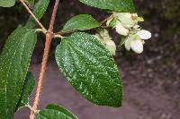 Philadelphus karwinskyanus image