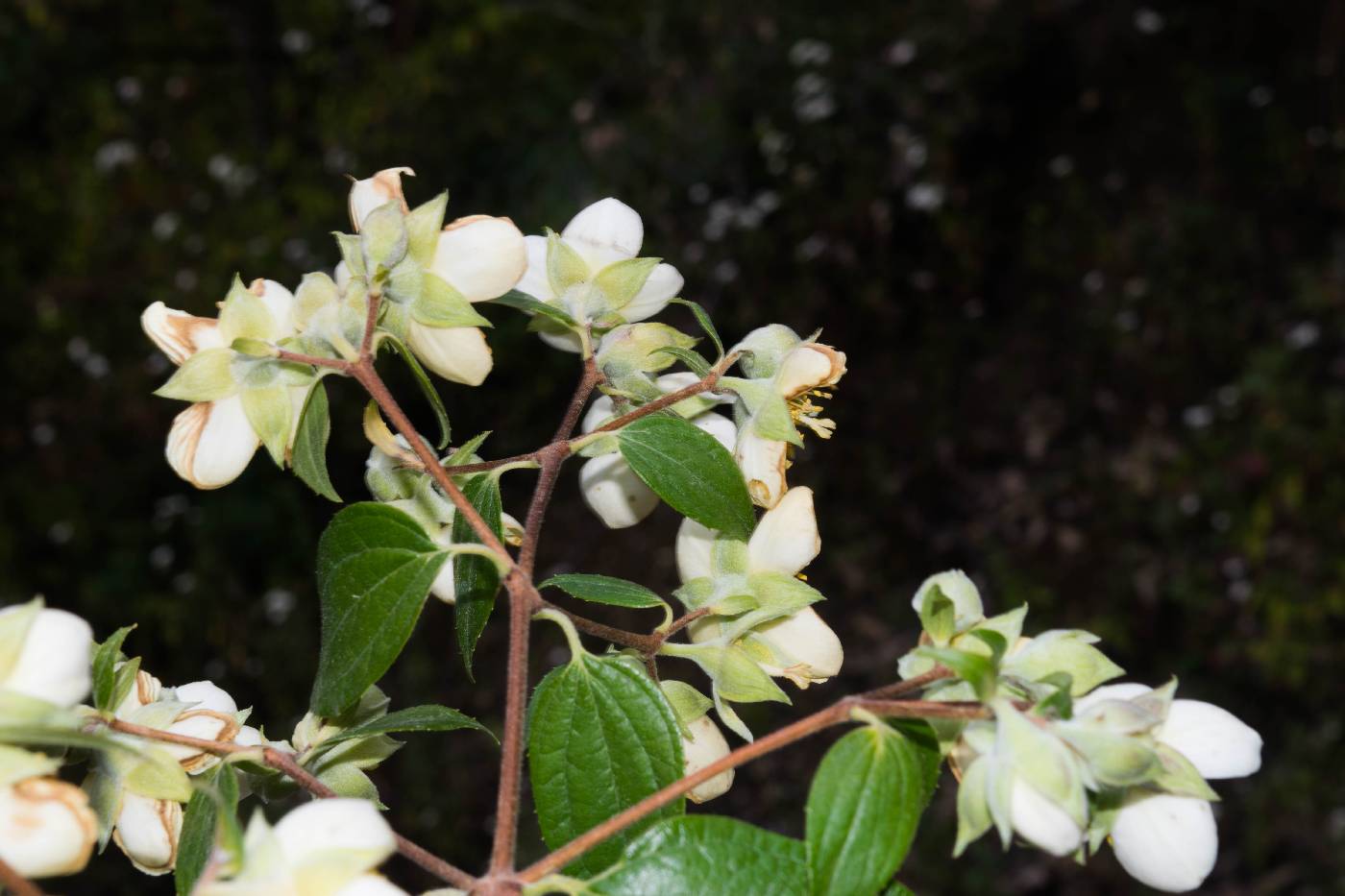 Philadelphus karwinskyanus image