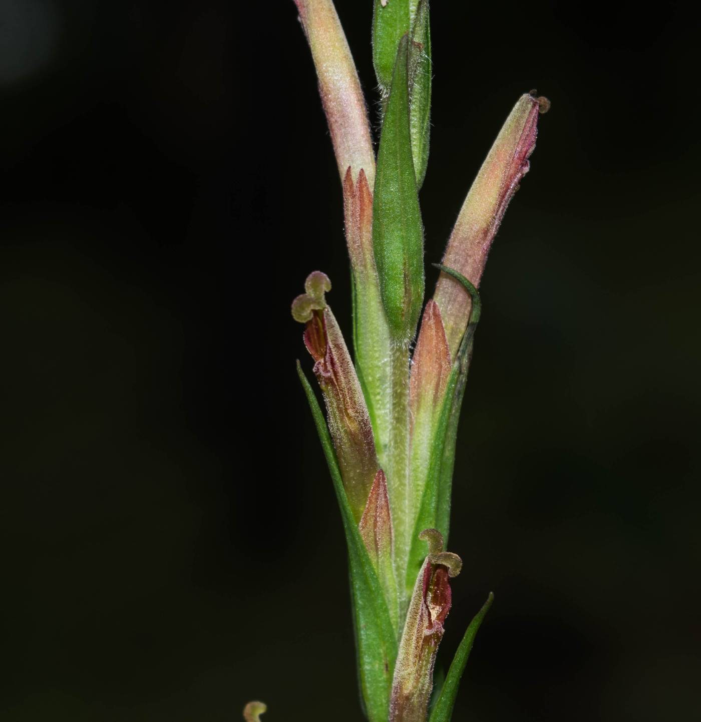 Castilleja chlorosceptron image