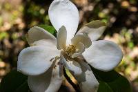 Magnolia tarahumara image