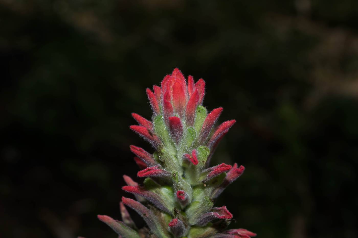 Castilleja arvensis image