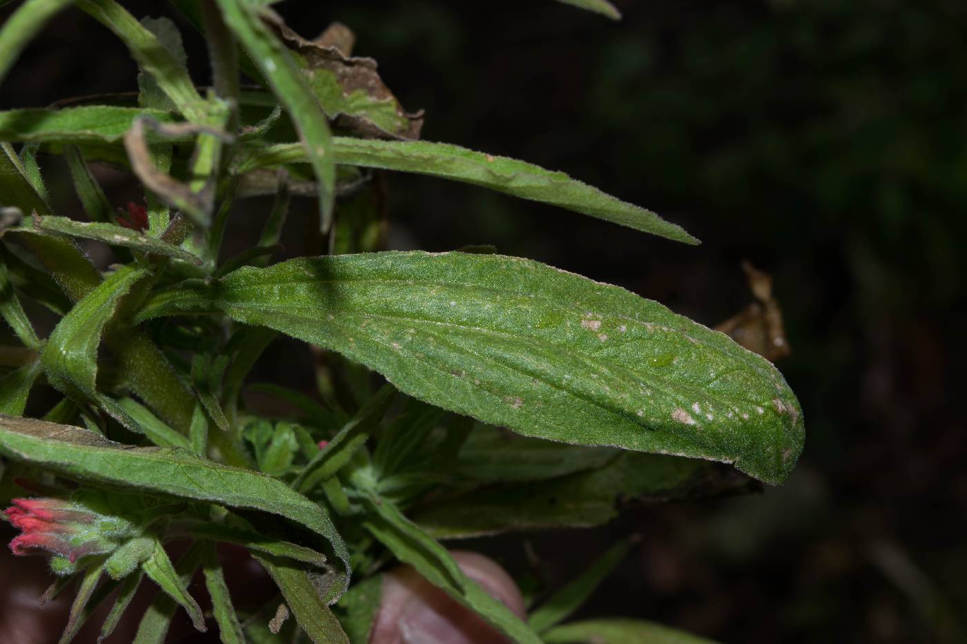 Castilleja arvensis image