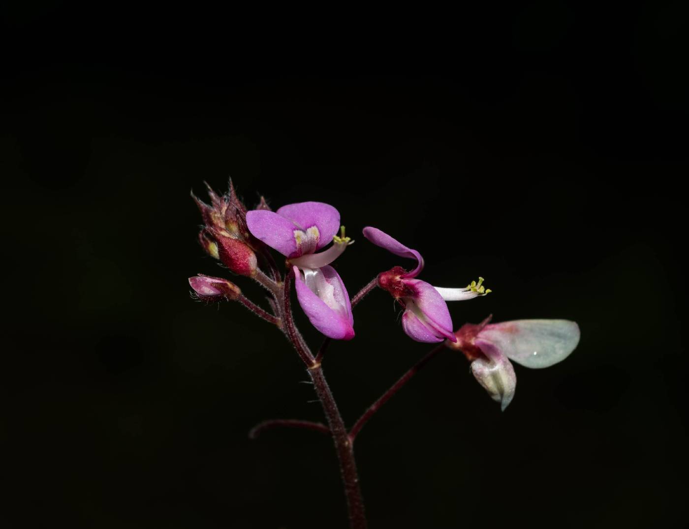 Desmodium molliculum image