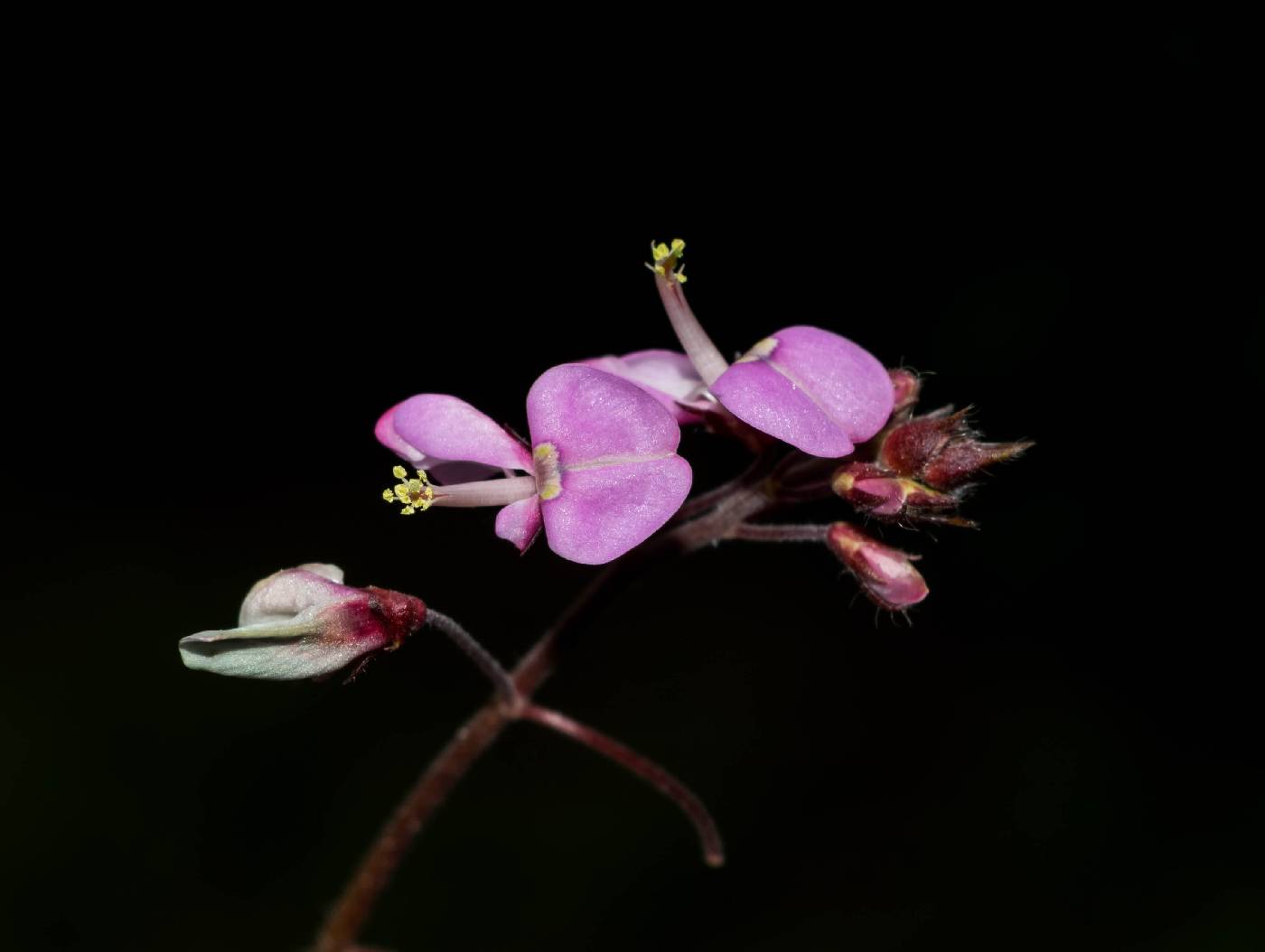 Desmodium molliculum image