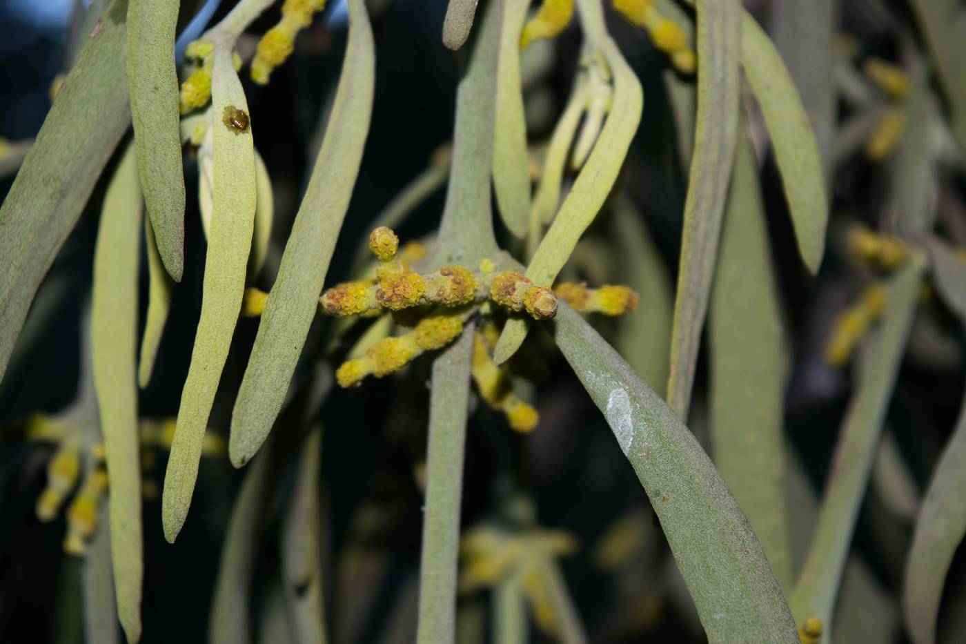 Phoradendron longifolium image