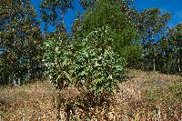 Bocconia arborea image