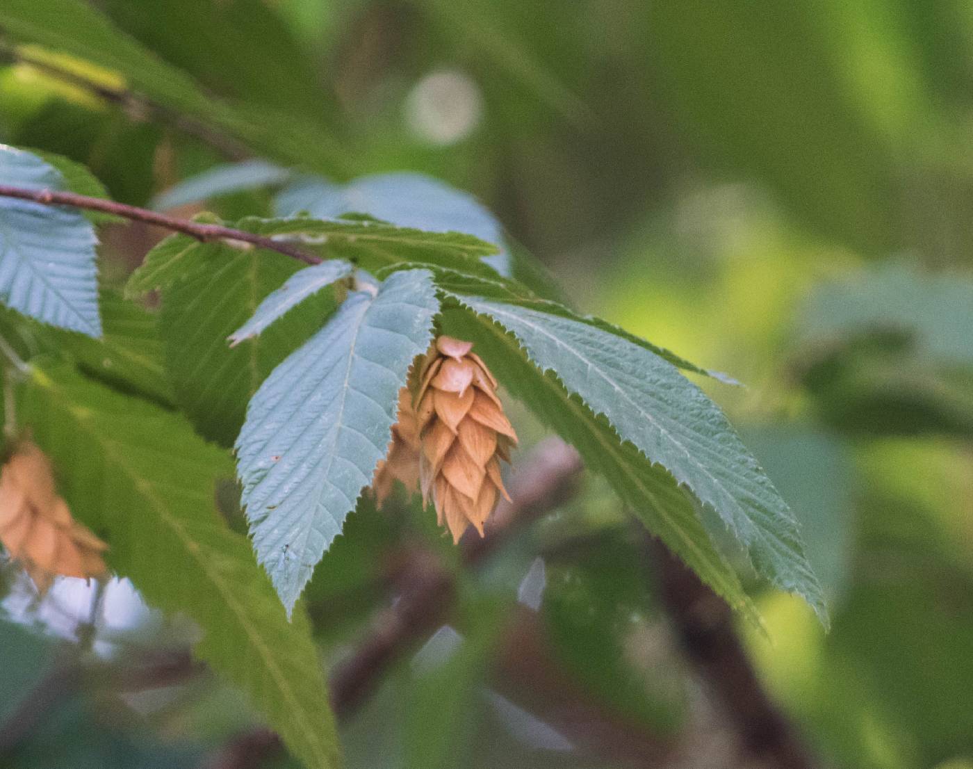 Ostrya virginiana subsp. virginiana image